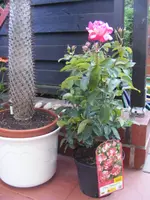 Rose Papageno 14.8.2013.webp