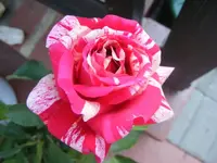 Rosenblüte Papageno.webp