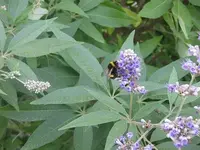011.webp