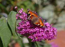 schmetterling15.webp