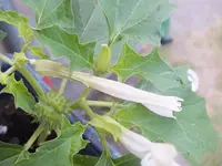 DSCF3261.webp