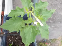 DSCF3258.webp