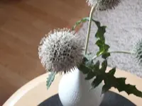 DSCF3263.webp