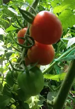 currant sweet Pea.webp