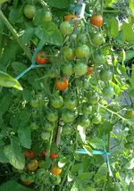 supermarkt cherry.webp