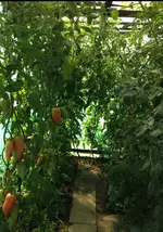 tomatenhaus.webp