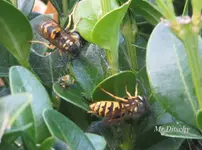 Buchsbaumzünsler_Wespen_v1__mr.ditschy.webp