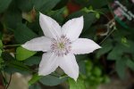 Clematis Hagley Hybrid 14.08.13.jpg