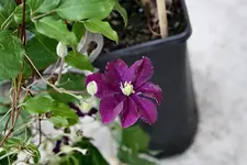 Clematis Warszawska Nike 14.08.13.webp