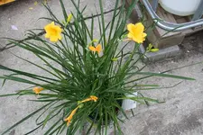 Taglilie Stella de Oro 14.08.13.webp