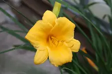 Taglilie Stella de Oro 2 14.08.13.webp