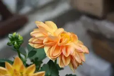 Dahlien 14.08.13.webp