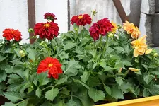 Dahlien 2 14.08.13.webp