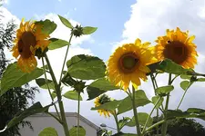 Sonnenblumen 11.08.13.webp