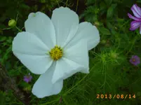 august11 004.webp