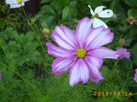 august11 005.webp