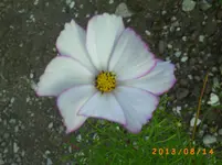 august11 012.webp