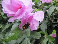 005.webp