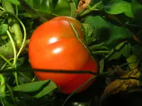 schlesische_himbeere.webp