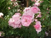 101_0609.webp