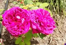 101_0610.webp
