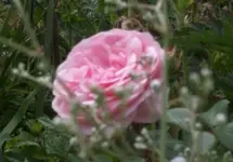 101_0615.webp