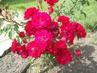 101_0620.webp