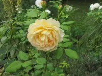 072.webp
