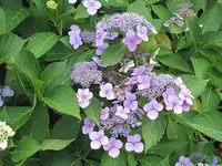 080.webp