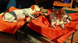 lazy Indian Summer_1024.webp