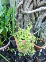 CIMG9769.webp