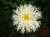 CIMG9888.webp