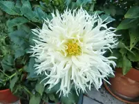 CIMG9886.webp