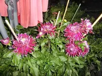 CIMG9796.webp