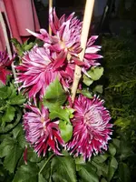 CIMG9798.webp