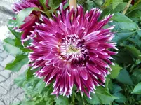 CIMG9885.webp