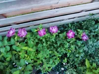 CIMG9795.webp