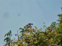 CIMG9834.webp