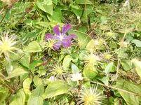 CIMG9835.webp