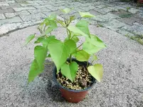 CIMG9867.webp
