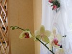 Orchidee 15.8.2013.jpg