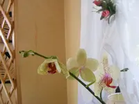 Orchidee 15.8.2013.webp