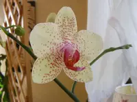Orchideenblüte 15.8.2013.webp