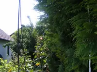 Koniferen1.webp