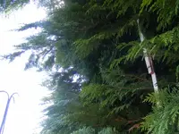 Koniferen2.webp