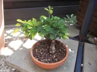 DSCF9675.webp