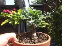 DSCF9676.webp