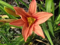sä.crimson x nn_1024x768.webp
