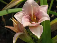 sil.jerome pillox2_1024x768.webp