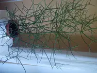 DSCN0036.webp